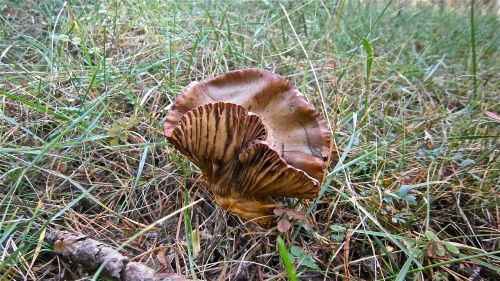 mushrooms fungi forest