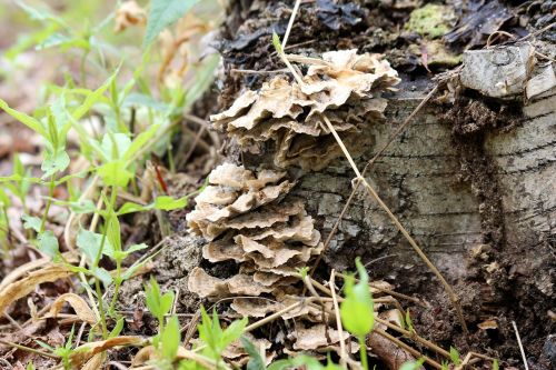 mushrooms pore fungi tinder fungus