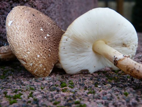 mushrooms lamellar bottom
