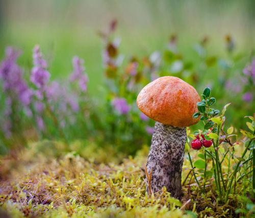 mushrooms forest litter