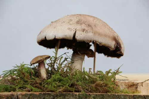 mushrooms nature close