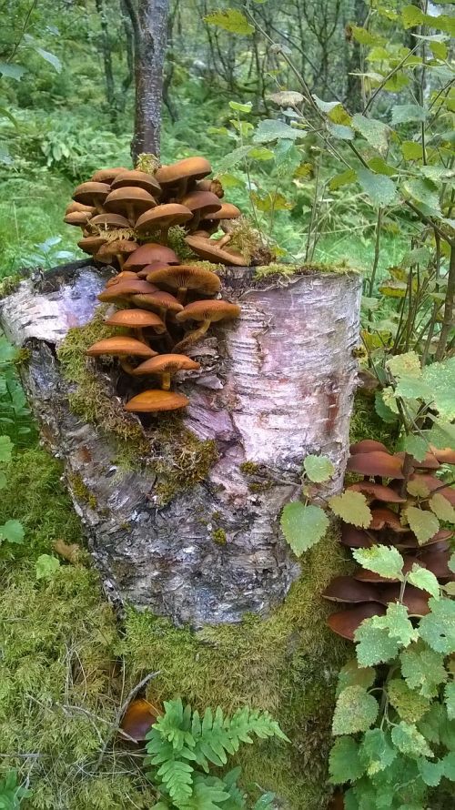 mushrooms trunk nature