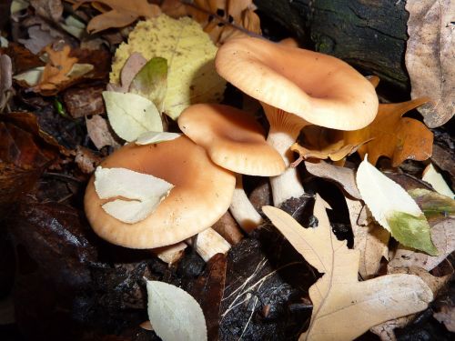 mushrooms irina nature