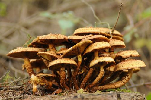 mushrooms mushroom nature