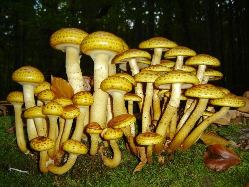 mushrooms bavarian forest plant