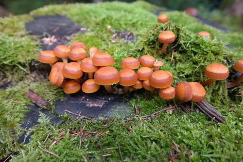 mushrooms wicked nameko kuehneromyces mutabilis
