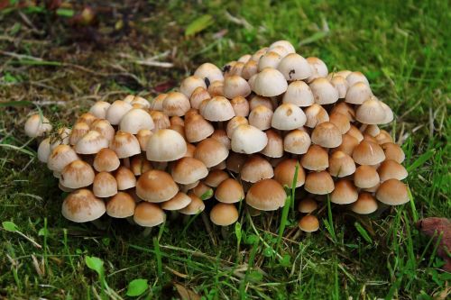 mushrooms nature closeup