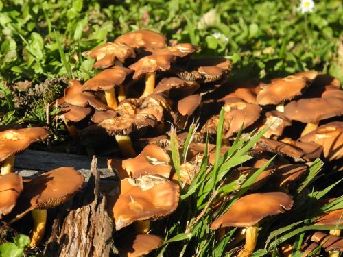 mushrooms autumn plant