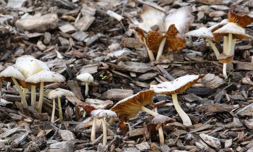 mushrooms forest natural