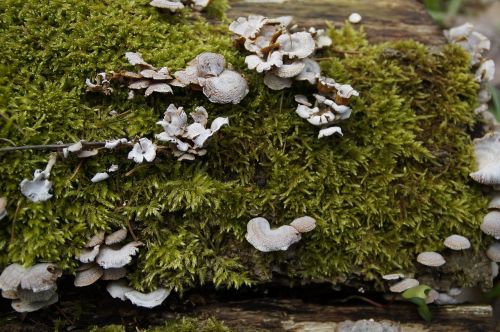 mushrooms tree fungi moss