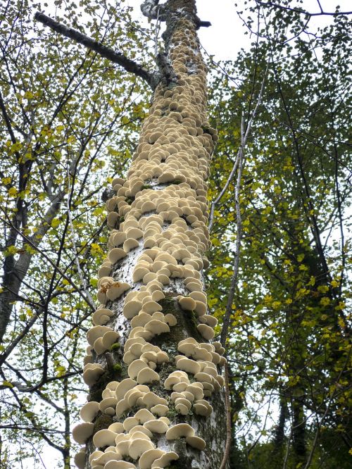 mushrooms wood mushrooms tree fungi