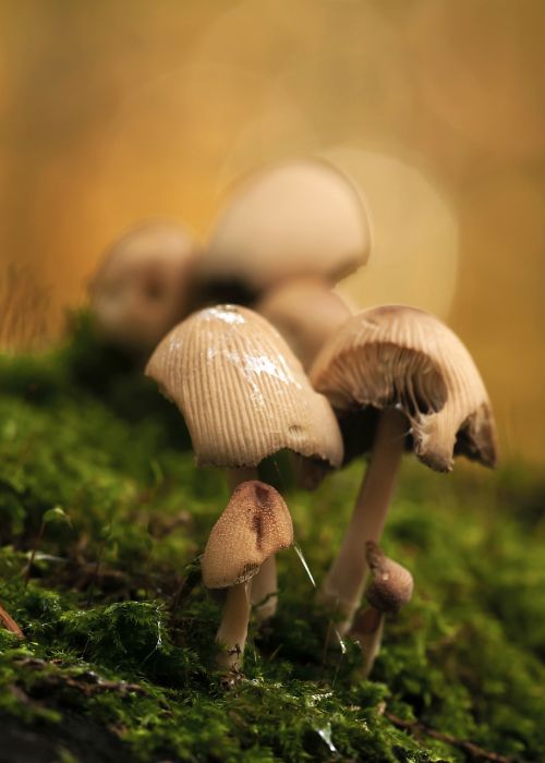 mushrooms mushroom group forest