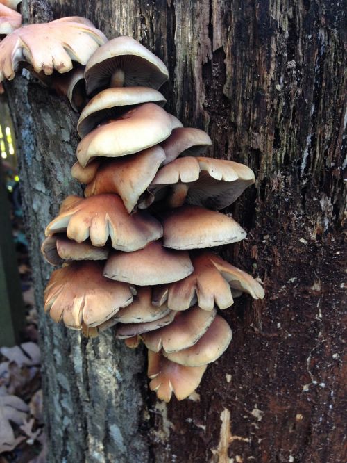 mushrooms tree wild