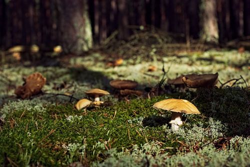 mushrooms forest undergrowth