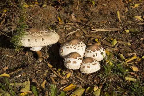 mushrooms nature close