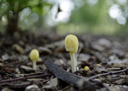 mushrooms yellow small