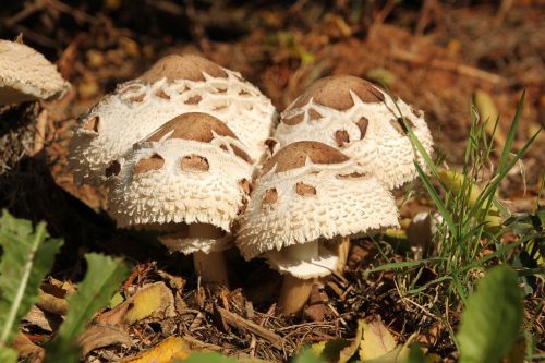 mushrooms garden autumn