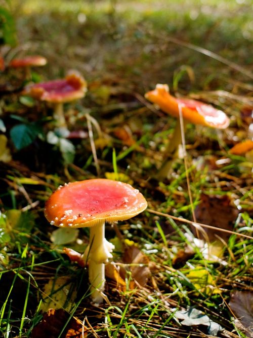 mushrooms forest autumn