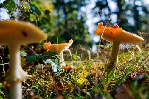 mushrooms forest autumn