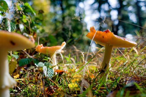 mushrooms forest autumn