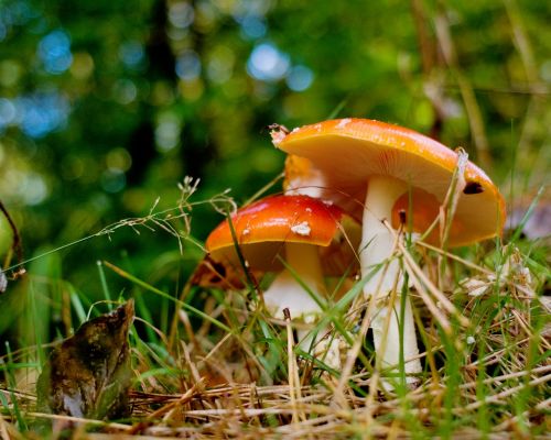 mushrooms forest autumn