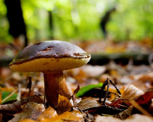 mushrooms forest autumn