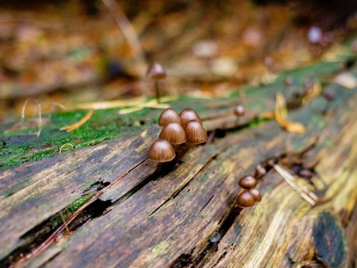 mushrooms forest log