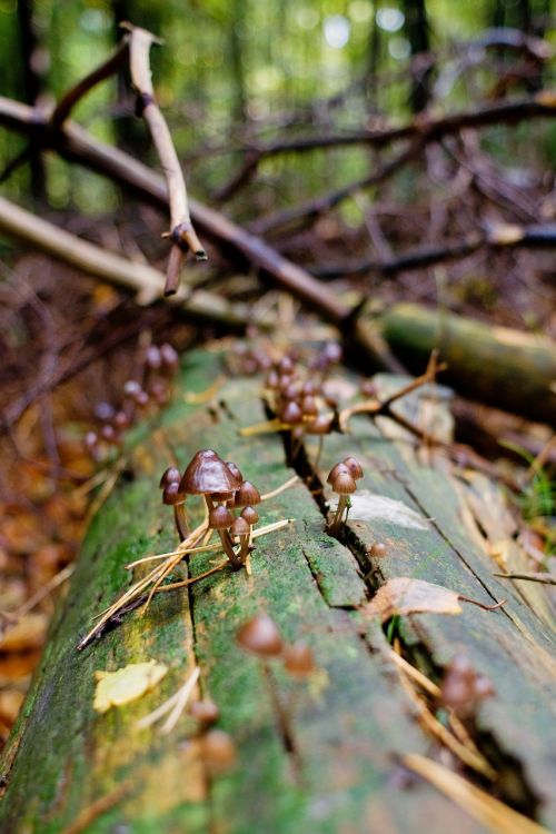 mushrooms forest log