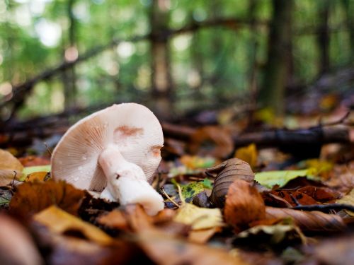 mushrooms forest autumn