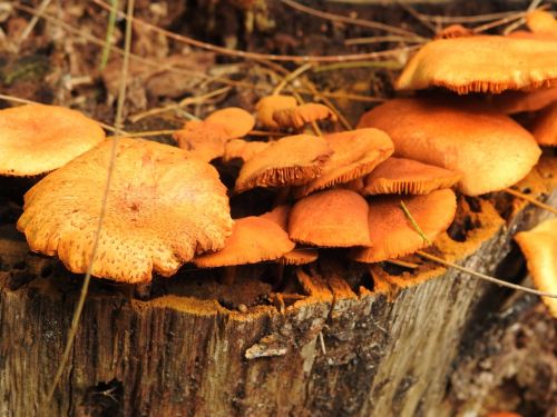 mushrooms wood nature