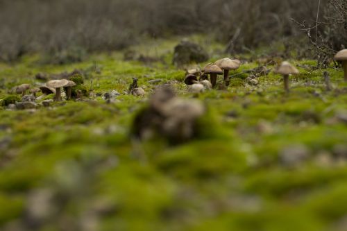 mushrooms moss mushroom