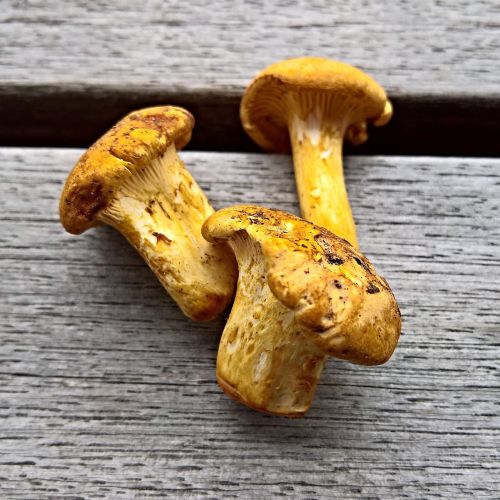 mushrooms chanterelles food mushrooms