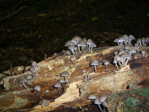 mushrooms grey tree stump