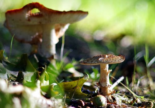 mushrooms toadstools forest