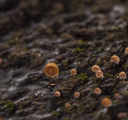 mushrooms spring macro