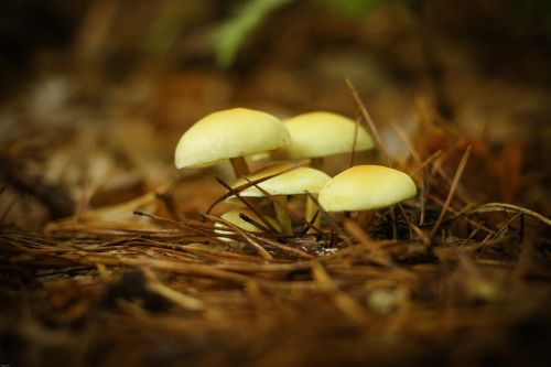 mushrooms forest mushrooms orange
