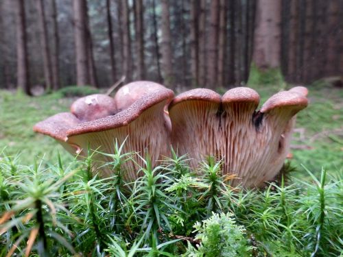 mushrooms disc fungus brown