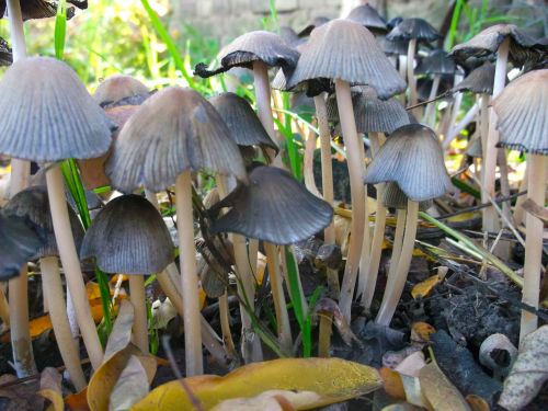 mushrooms wild nature