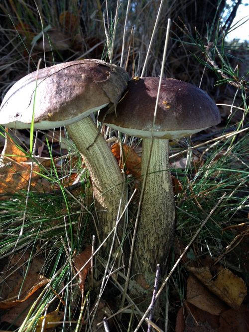 mushrooms autumn forest