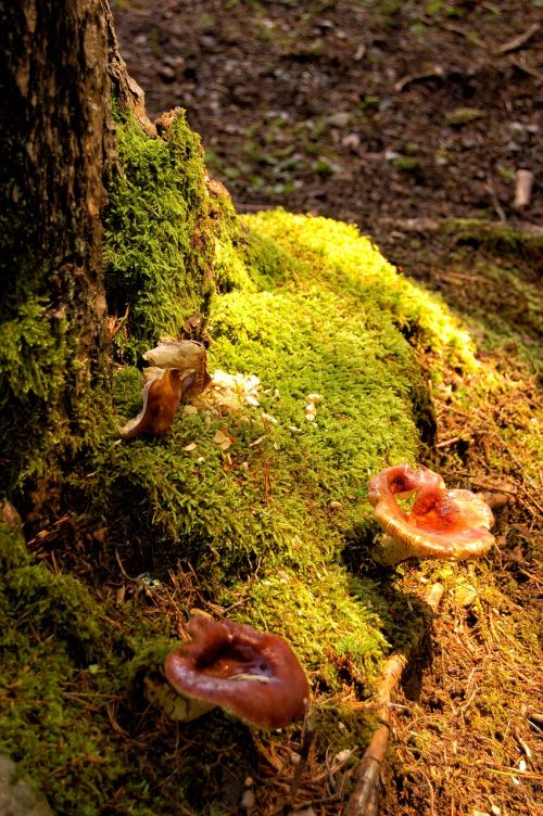 mushrooms forest forest floor
