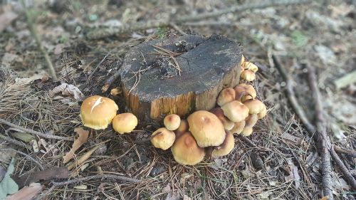 mushrooms forest tree