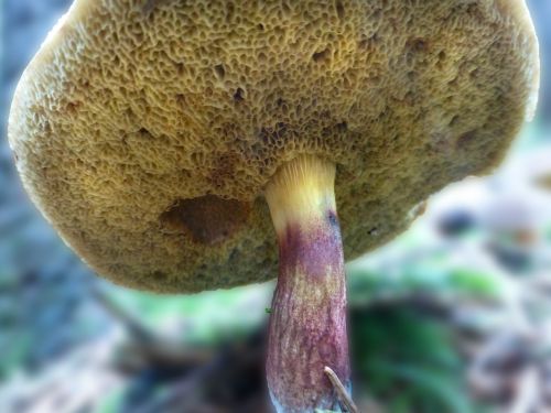 mushrooms rotfußröhrling edible