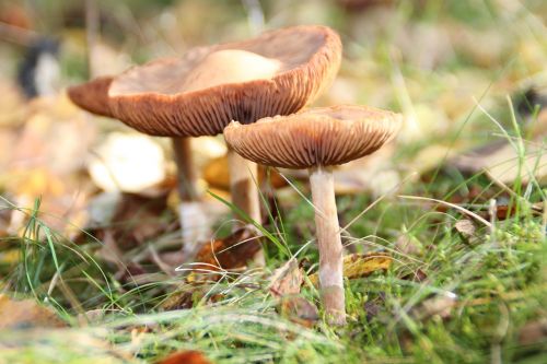 mushrooms three mushrooms mushroom
