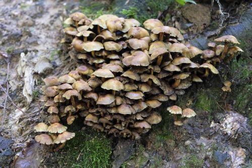 mushrooms food nutrition