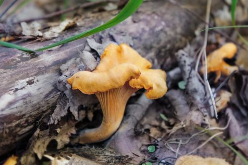 mushrooms forest nature