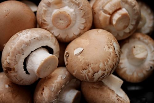 mushrooms brown heads