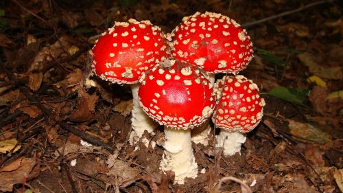 mushrooms amanita forest