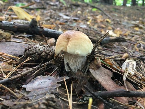 mushrooms chestnut boletus boletus