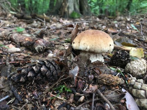 mushrooms chestnut boletus boletus