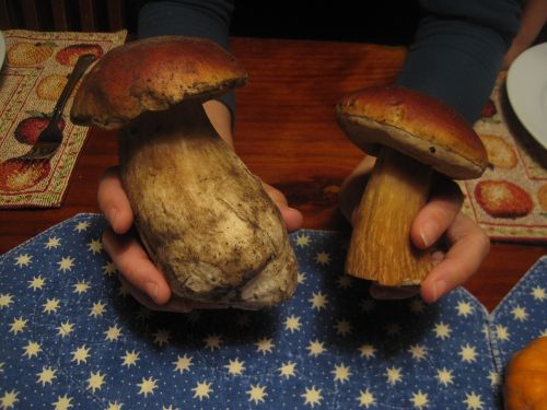 mushrooms boletus porcini